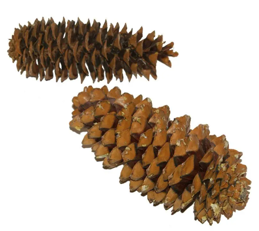 Natural Sugar Pine Cone | 25-30cm Mega Pine Cone - Thedanes.co.uk - Creative & Sustainable Living The Scandinavian Way