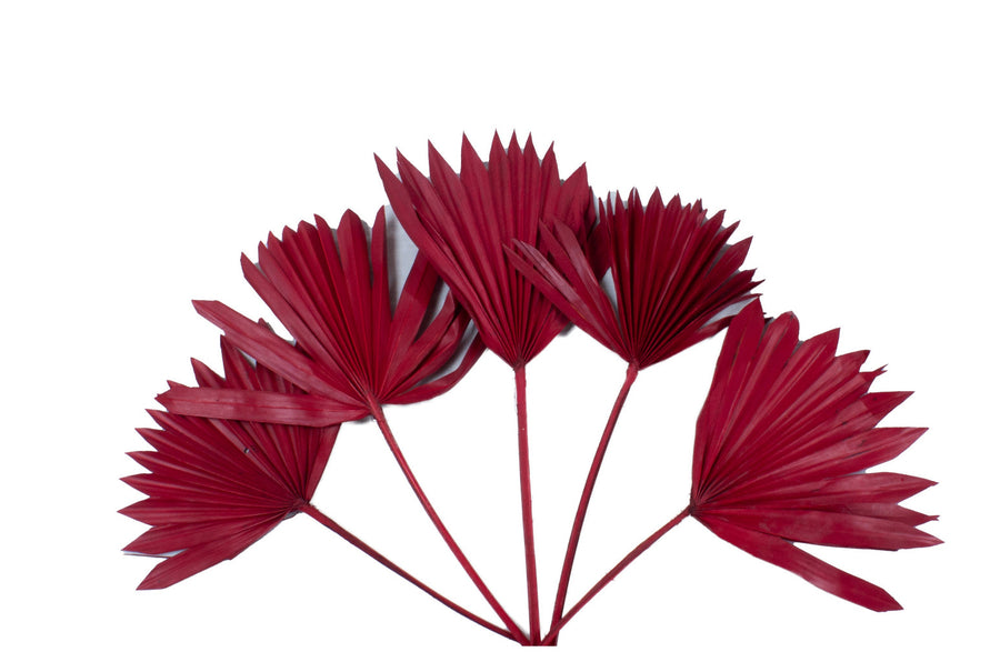 Natural Dried Sun Palm Spears - Red, 6 Stems - The Danes