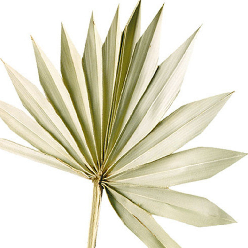 Natural Dried Sun Palm Spears, 6 Stems - Thedanes.co.uk - Creative & Sustainable Living The Scandinavian Way