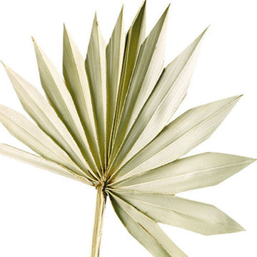 Natural Dried Sun Palm Spears, 6 Stems - The Danes