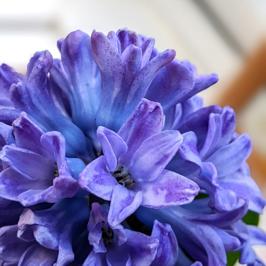 Fresh Hyacinth Bulb In Glass Vase - Thedanes.co.uk - Creative & Sustainable Living The Scandinavian Way