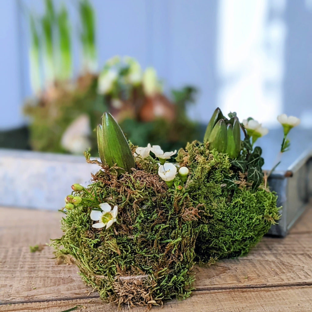 Fresh Hyacinth Kokodama Moss Bulbs | Set of 2 - Thedanes.co.uk - Creative & Sustainable Living The Scandinavian Way
