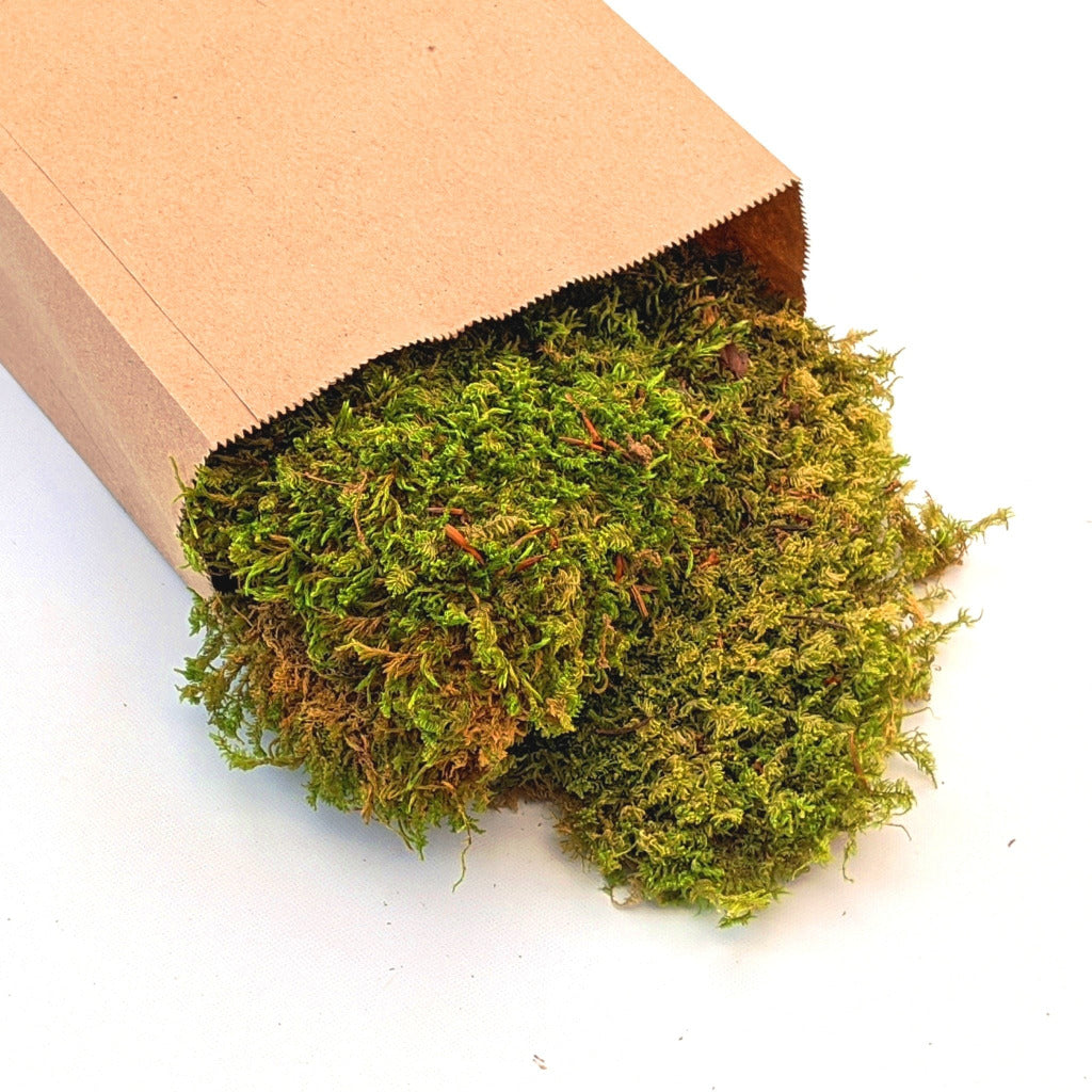 Flat Green Decorative Floristry Moss | 100g - Thedanes.co.uk - Creative & Sustainable Living The Scandinavian Way