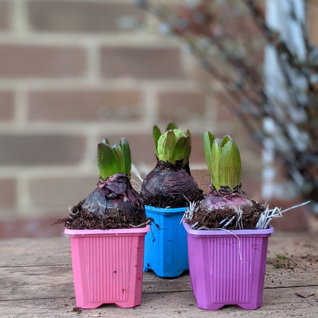 Fresh Hyacinth Bulbs | Set of 3 - Thedanes.co.uk - Creative & Sustainable Living The Scandinavian Way