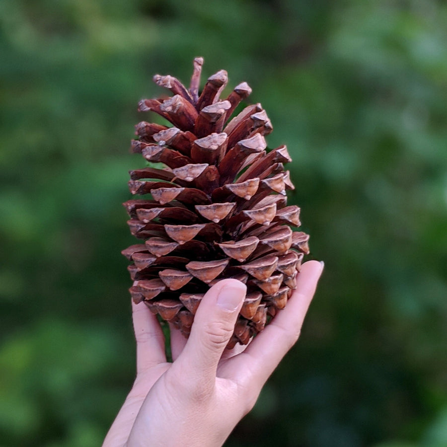 Large Natural Pine Cones x 3 - The Danes