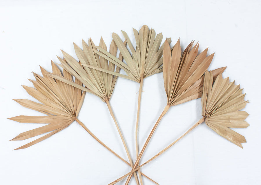 Natural Dried Sun Palm Spears, 6 Stems - The Danes