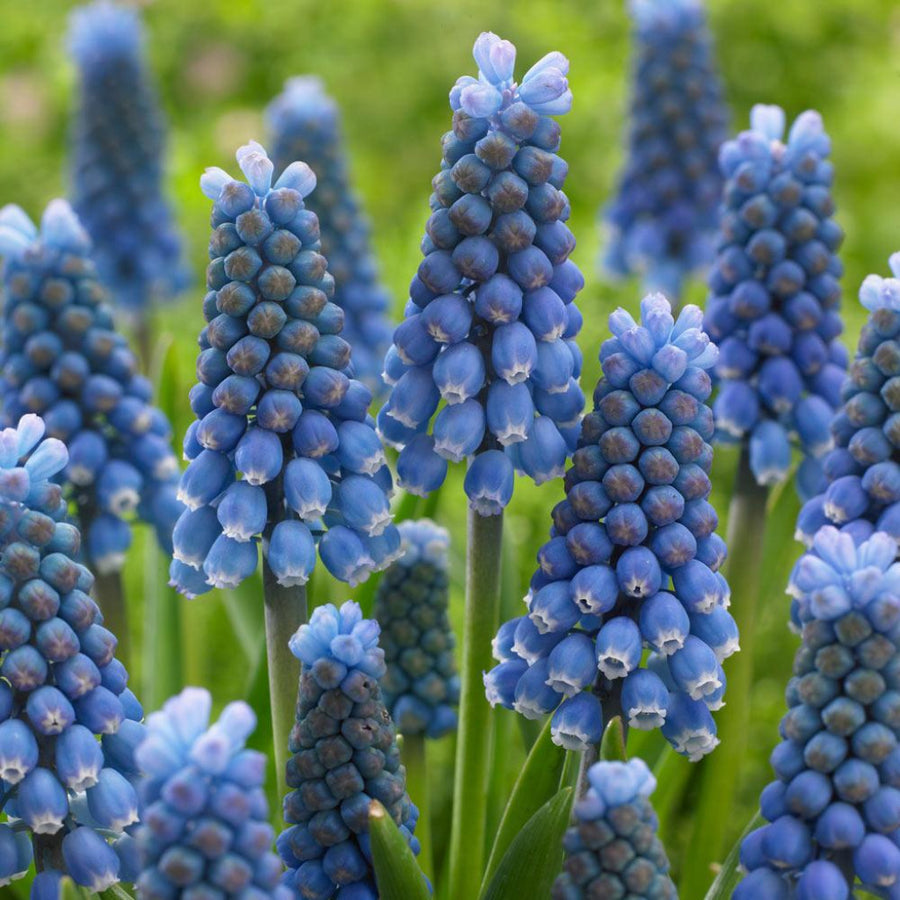 Spring Bulbs – Muscari Blue & White Magic - The Danes