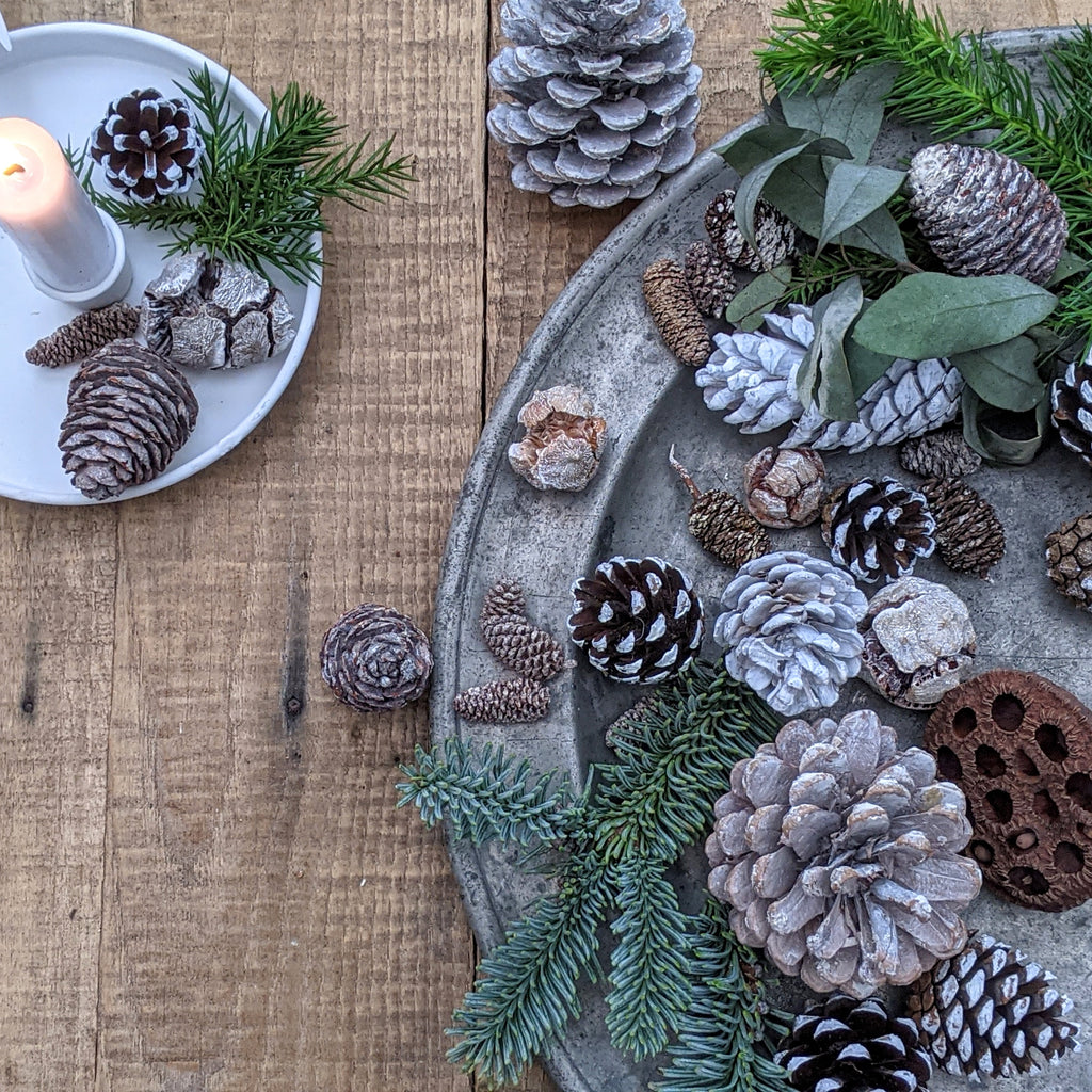 TRADE | Natural Mixed White Pine Cones - White Christmas