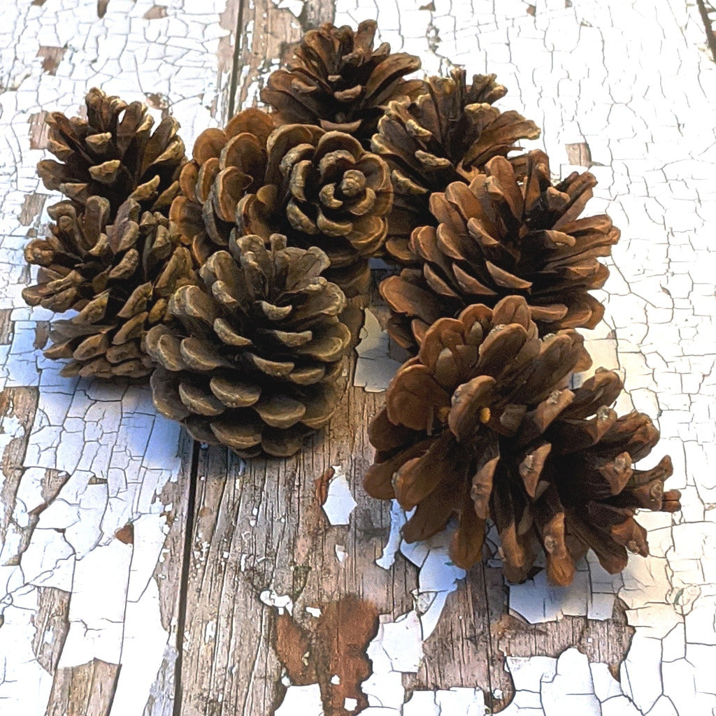 Natural Pine Cones | Bag of 12 - Thedanes.co.uk - Creative & Sustainable Living The Scandinavian Way