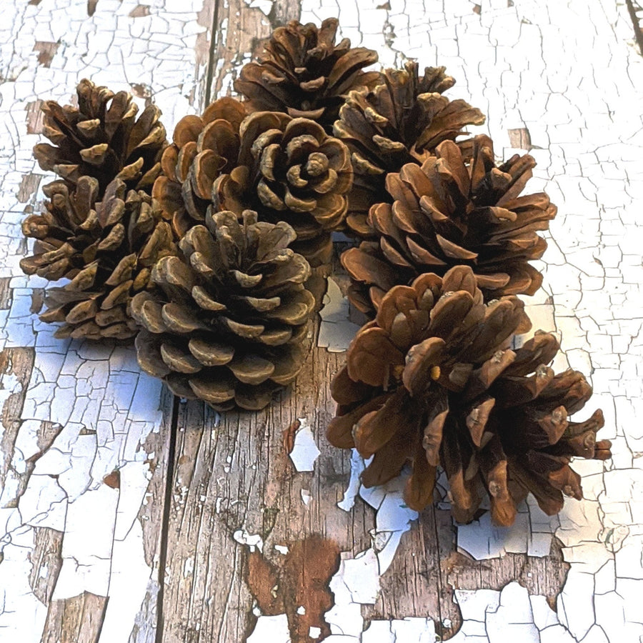 Natural Pine Cones - The Danes