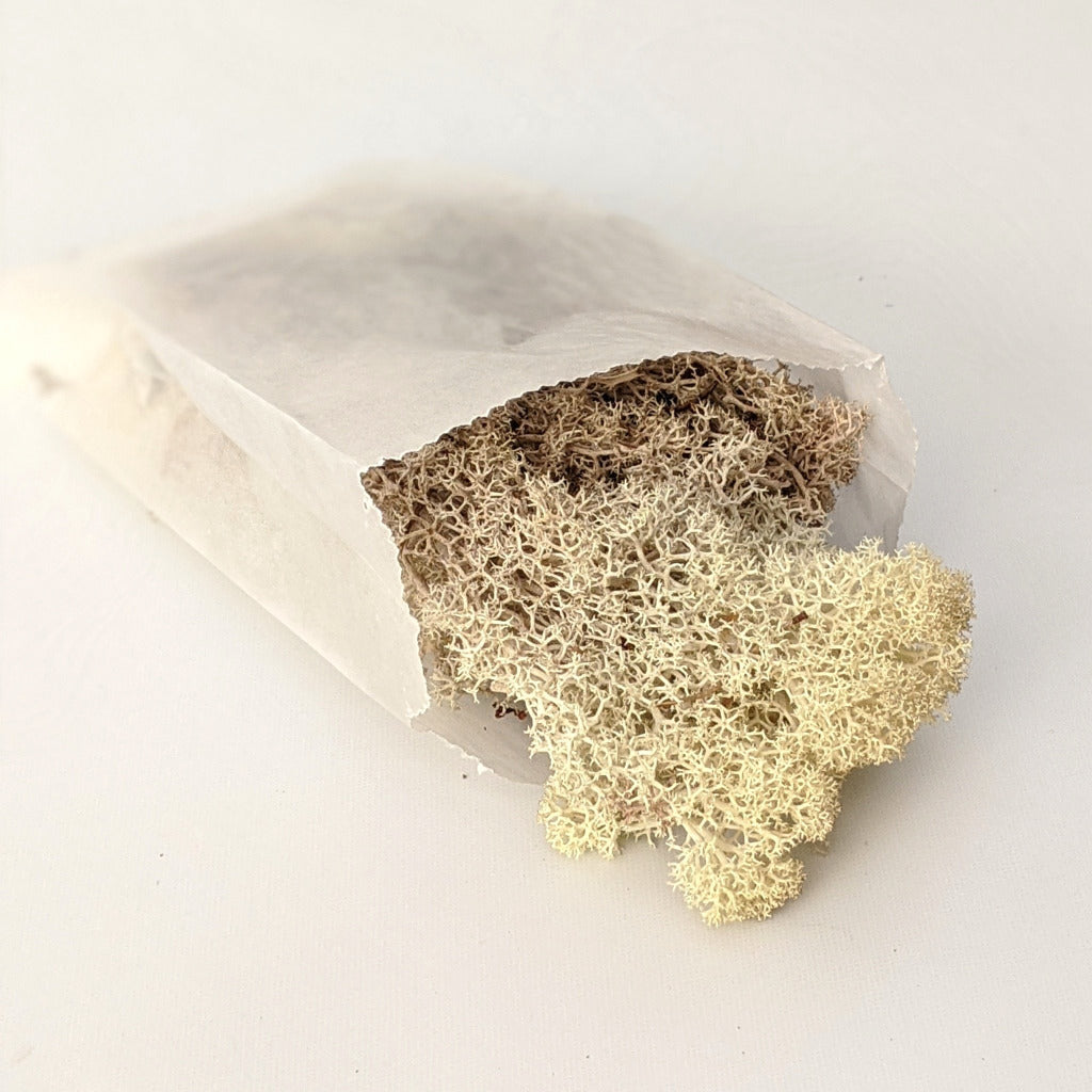 Natural Reindeer Floristry Moss The Danes