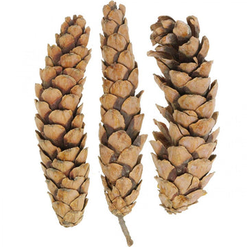 Natural White Strobus Pine Cones x 3 - The Danes