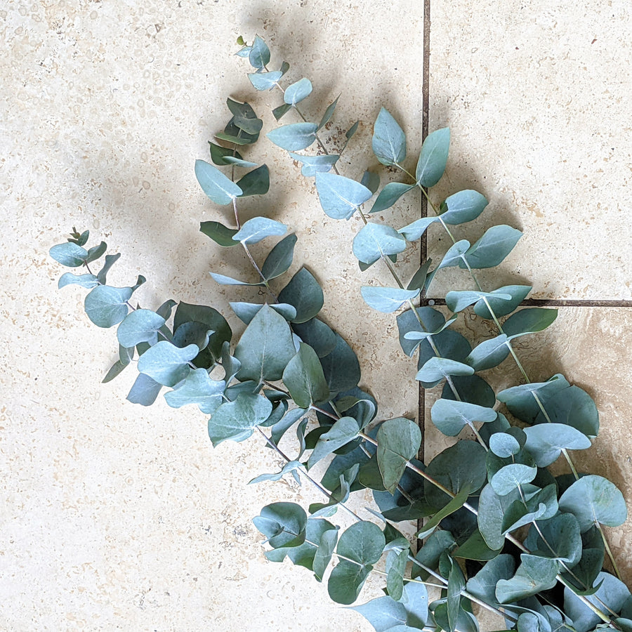 Fresh Eucalyptus Mix | Cinerea & Populus Berries Stems - Thedanes.co.uk - Creative & Sustainable Living The Scandinavian Way