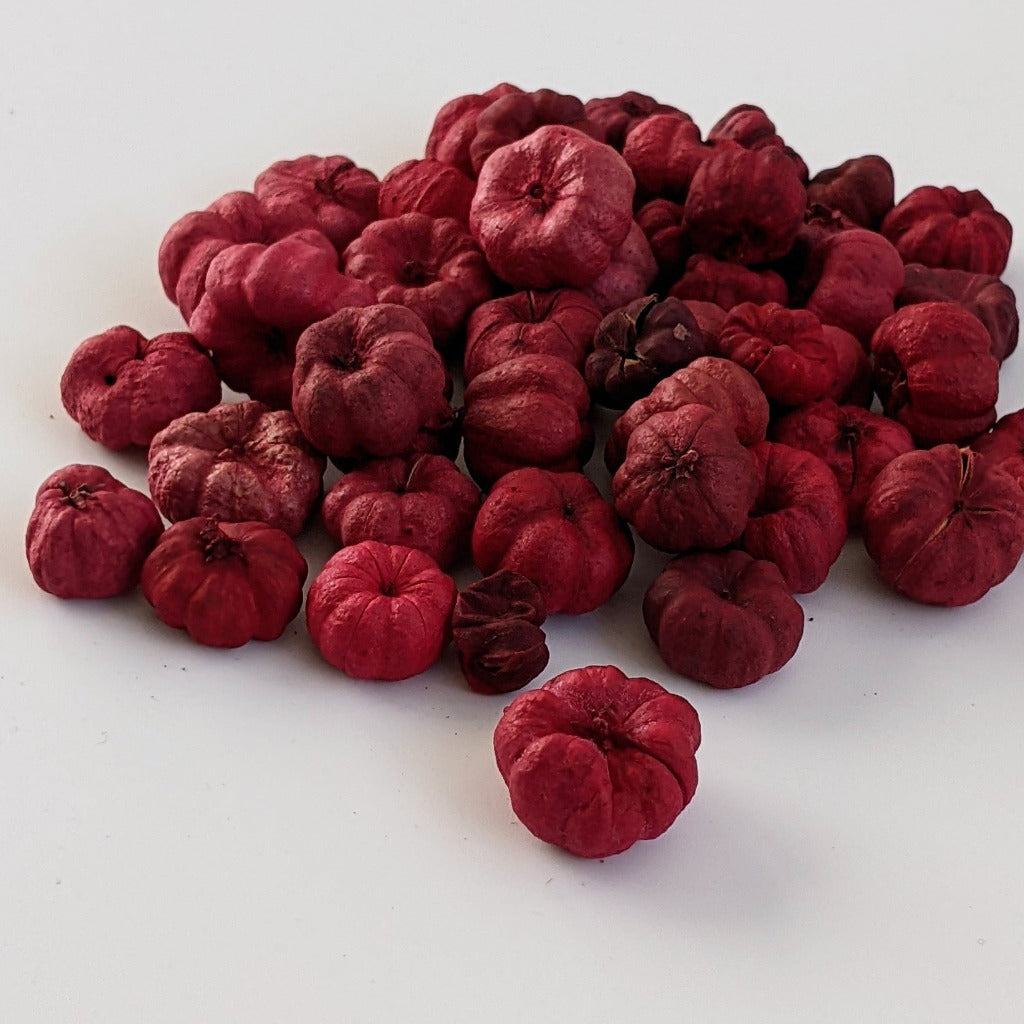 Putka Pods | Dried Mini 'Pumpkin' Decorations - Red - Thedanes.co.uk - Creative & Sustainable Living The Scandinavian Way