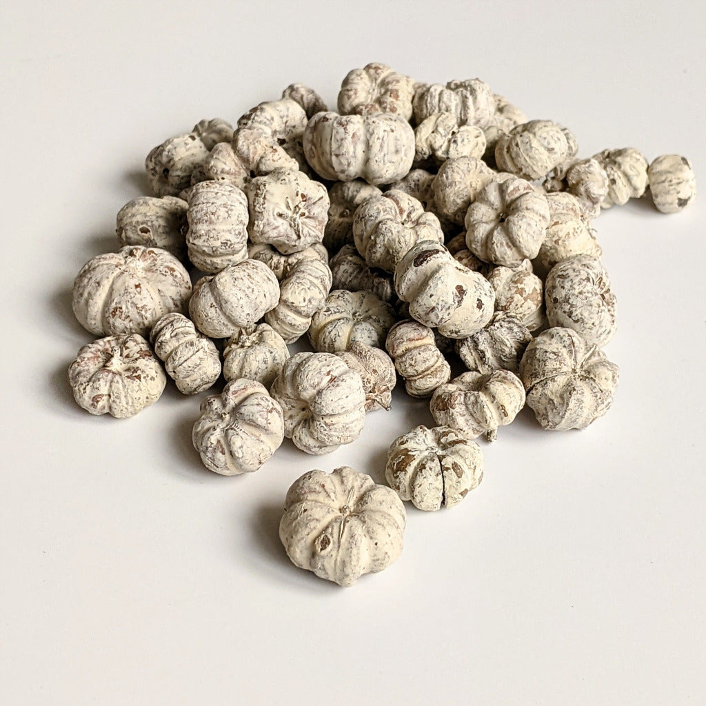 Putka Pods | Dried Mini 'Pumpkin' Decorations - White - Thedanes.co.uk - Creative & Sustainable Living The Scandinavian Way