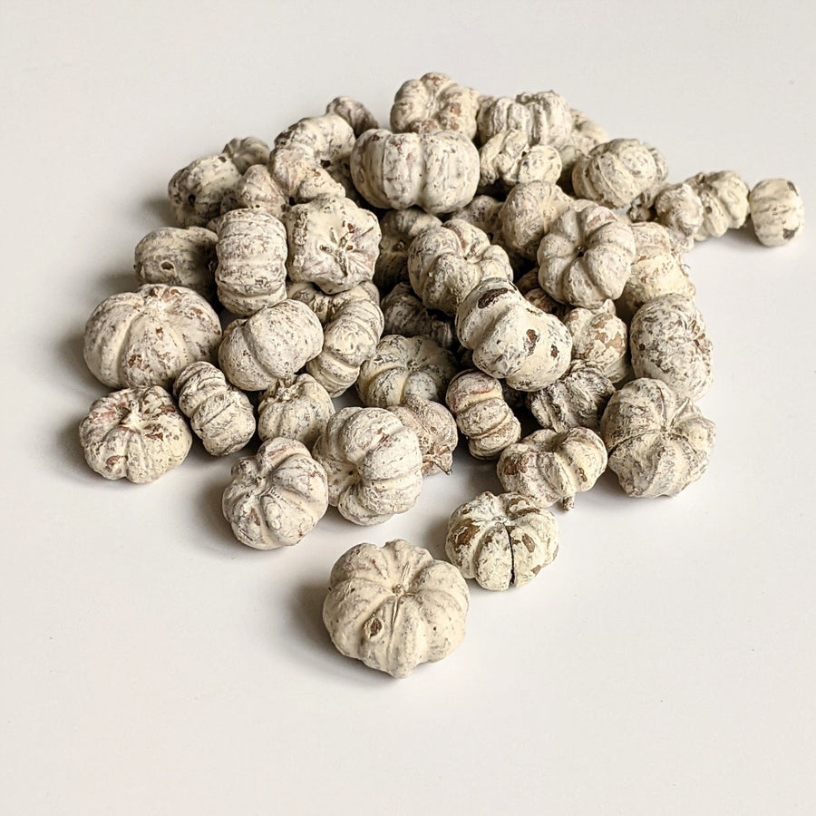 Putka Pods | Dried Mini 'Pumpkin' Decorations - White - The Danes