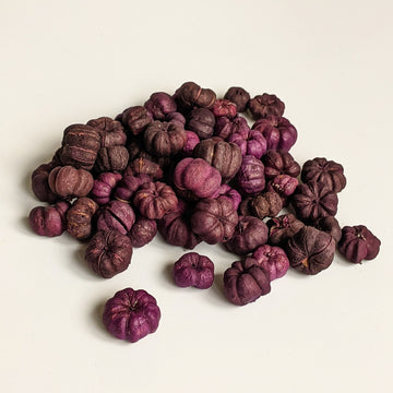 Putka Pods | Dried Mini 'Pumpkin' Decorations - Purple - The Danes