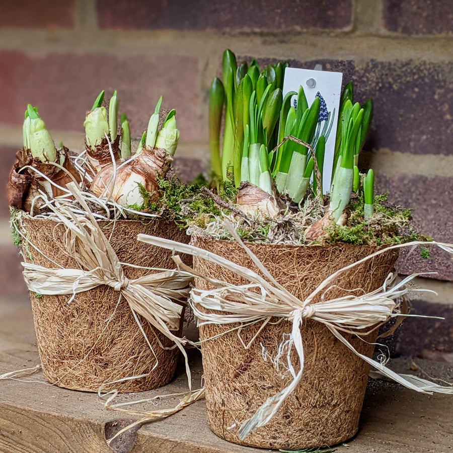 Spring Bulbs In Moss & Coir Pots