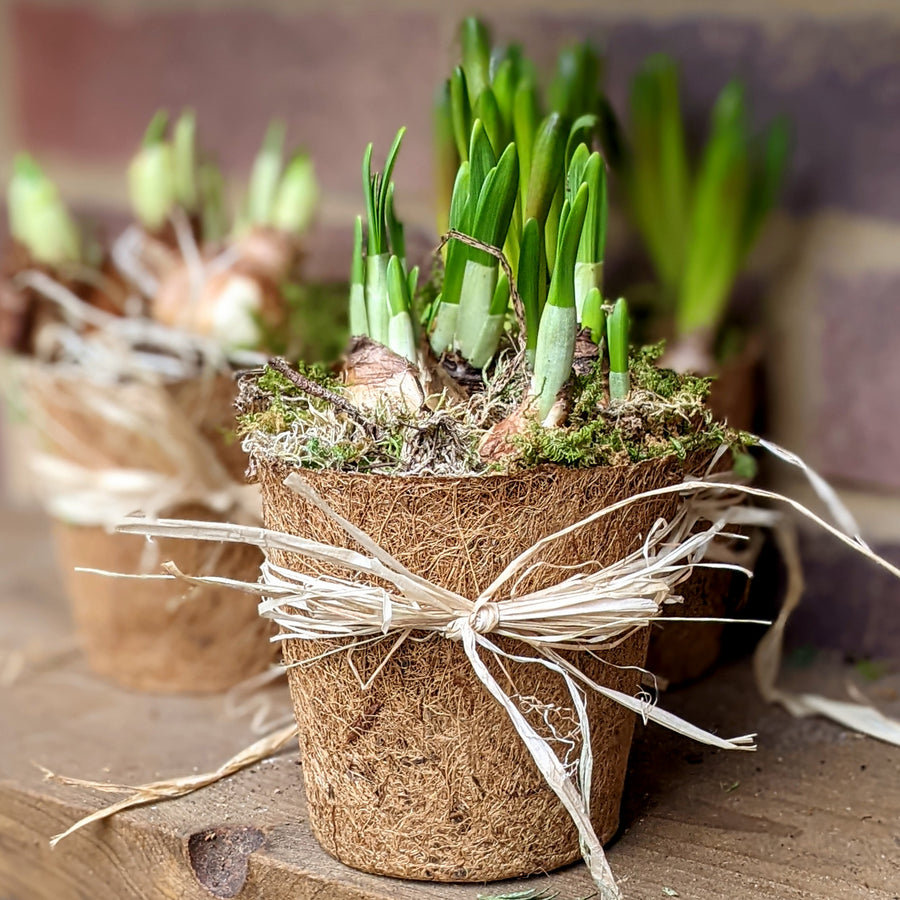 Spring Bulbs In Moss & Coir Pot