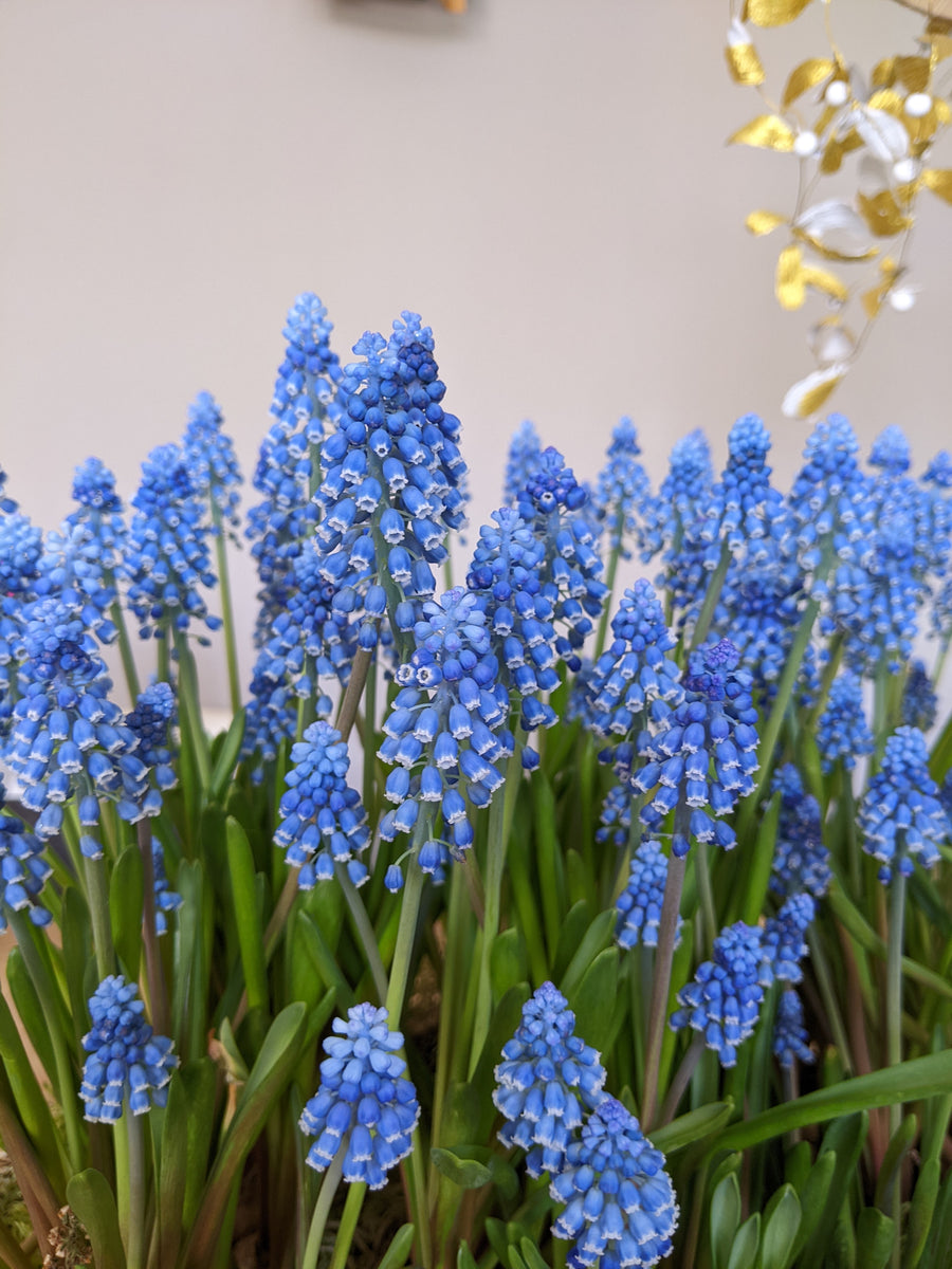 Spring Bulbs – Muscari Blue & White Magic