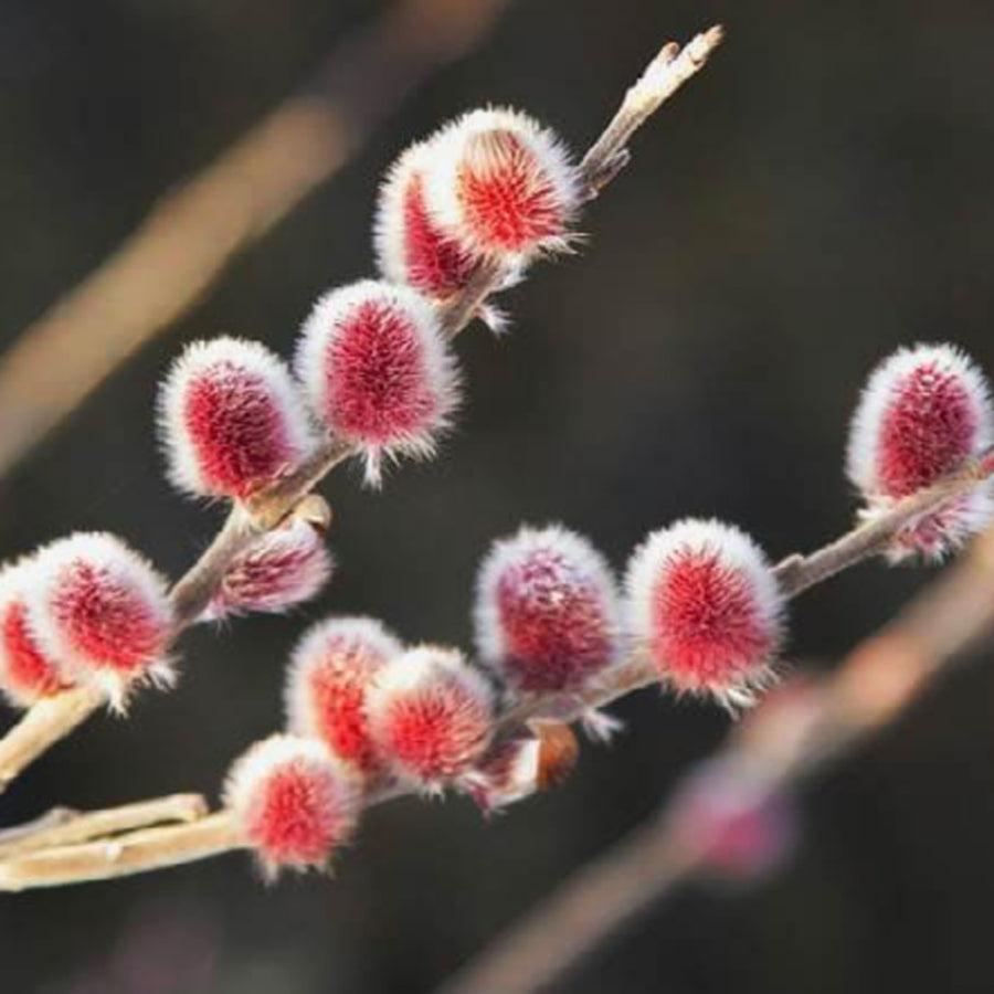 Pink Pussy Willow - Fresh Locally Cut Stems - Thedanes.co.uk - Creative & Sustainable Living The Scandinavian Way