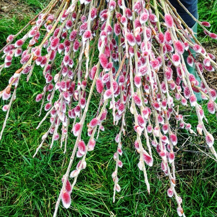 Pink Pussy Willow - Fresh Locally Cut Stems - Thedanes.co.uk - Creative & Sustainable Living The Scandinavian Way