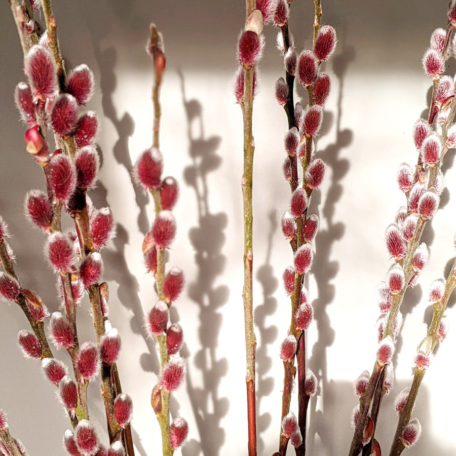 Pink Pussy Willow - Fresh Locally Cut Stems - Thedanes.co.uk - Creative & Sustainable Living The Scandinavian Way