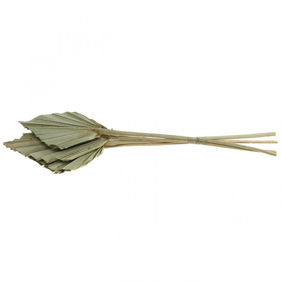 Small Natural Dried Sun Palm Spear Bundle x 10 Stems - The Danes