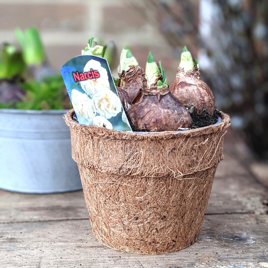 Spring Bulbs,  Daffodils & Narcissus in coir pot