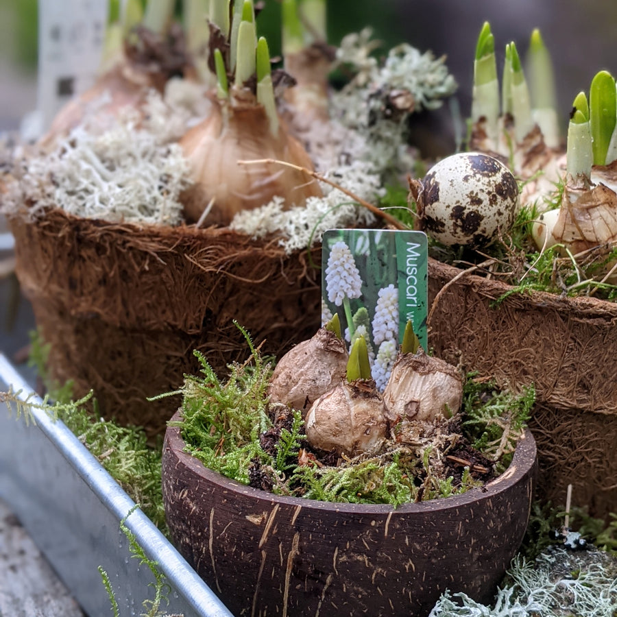 Spring Bulbs – Muscari Blue & White Magic - The Danes