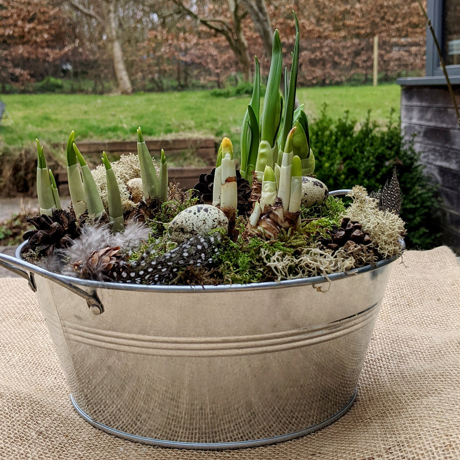 Zinc Planter With Spring Bulbs - Large 24cm